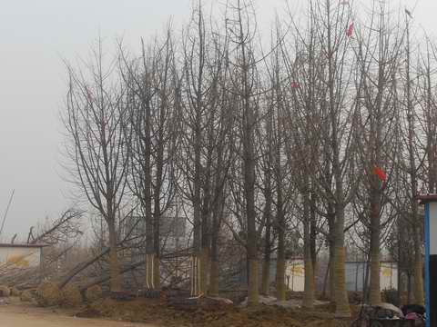 银杏树在夏季管理要点(图1)