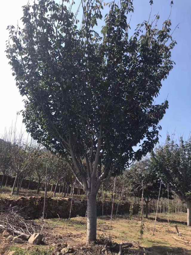 大规格樱花树(图1)